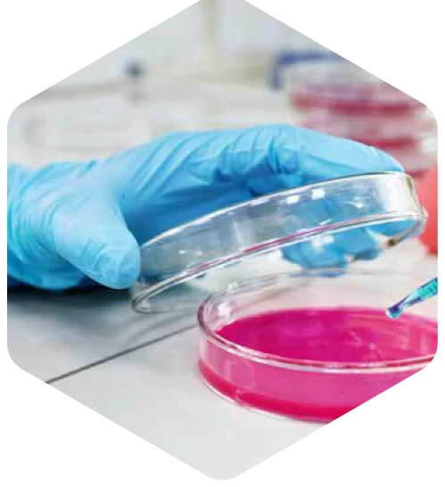 A gloved researcher working with cell culture dishes